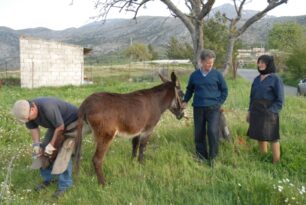 Φροντίζουν τα ιπποειδή της Κρήτης